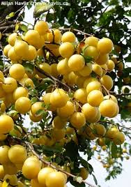 Attēlu rezultāti vaicājumam “Prunus domestica subsp. domestica fruit”