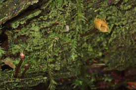 Attēlu rezultāti vaicājumam “Buxbaumia aphylla sporophyte”