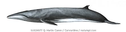 Image result for Balaenoptera borealis
