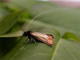 Attēlu rezultāti vaicājumam “Adela cuprella”