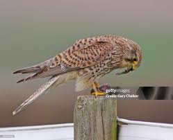 Attēlu rezultāti vaicājumam “Falco tinnunculus”