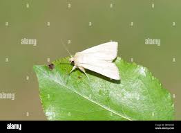 Attēlu rezultāti vaicājumam “Mythimna flammea”