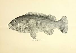 Image result for Tautoga onitis