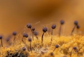 Attēlu rezultāti vaicājumam “Cribraria violacea macro”