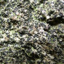 Attēlu rezultāti vaicājumam “Arthonia spadicea”