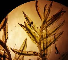 Attēlu rezultāti vaicājumam “Dichodontium pellucidum macro”