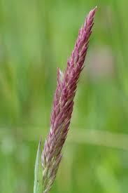 Attēlu rezultāti vaicājumam “Holcus lanatus”