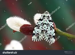 Attēlu rezultāti vaicājumam “Moma alpium”