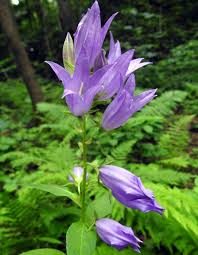 Attēlu rezultāti vaicājumam “Oenothera rubricauli flower”