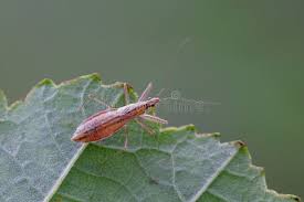 Attēlu rezultāti vaicājumam “Nabis limbatus”