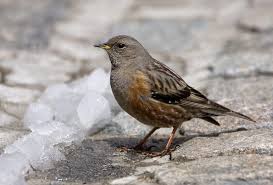 Image result for Prunella collaris