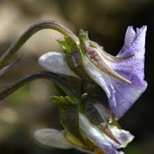 Attēlu rezultāti vaicājumam “Viola rupestris bud”