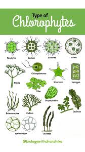 Attēlu rezultāti vaicājumam “Chlorophyta”
