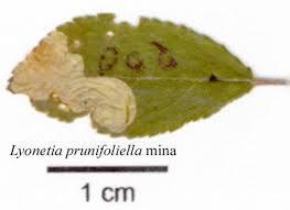 Attēlu rezultāti vaicājumam “Lyonetia prunifoliella”