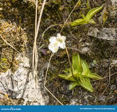 Attēlu rezultāti vaicājumam “Pinguicula alpina”