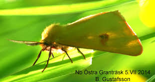 Attēlu rezultāti vaicājumam “Diacrisia sannio”