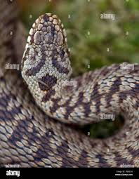 Attēlu rezultāti vaicājumam “Vipera berus adult”