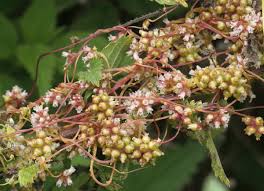 Attēlu rezultāti vaicājumam “Cuscuta europaea”