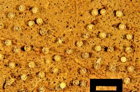 Attēlu rezultāti vaicājumam “Craterium minutum young”