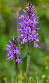 Attēlu rezultāti vaicājumam “Dactylorhiza fuchsii flower”