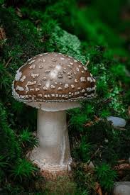 Attēlu rezultāti vaicājumam “Amanita excelsa”