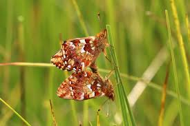 Attēlu rezultāti vaicājumam “Boloria aquilonaris underside”