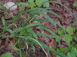 Attēlu rezultāti vaicājumam “Milium effusum flower”