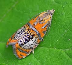 Attēlu rezultāti vaicājumam “Olethreutes arcuella”