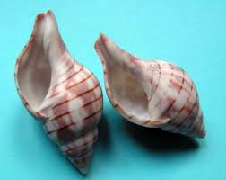 Image result for Cinctura hunteria