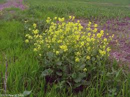 Attēlu rezultāti vaicājumam “Sinapis arvensis”