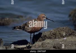 Attēlu rezultāti vaicājumam “Calidris ferruginea adult”