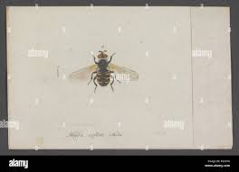 Attēlu rezultāti vaicājumam “Gymnosoma sp.”