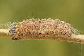 Attēlu rezultāti vaicājumam “Acronicta megacephala larva”