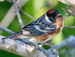 Image result for Dendroica castanea