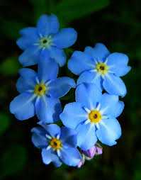 Image result for Vergissmeinnicht