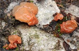 Attēlu rezultāti vaicājumam “Craterocolla cerasi”