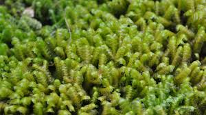 Attēlu rezultāti vaicājumam “Jungermannia sphaerocarpa”