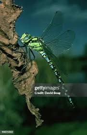 Attēlu rezultāti vaicājumam “Aeshnidae”