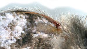 Attēlu rezultāti vaicājumam “Capsodes gothicus imago”