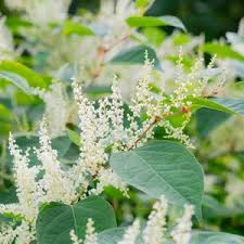 Attēlu rezultāti vaicājumam “Reynoutria sachalinensis”