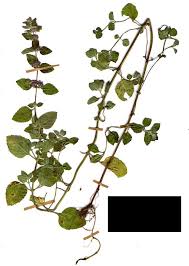 Attēlu rezultāti vaicājumam “Mentha x verticillata leaf”