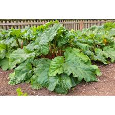 Attēlu rezultāti vaicājumam “Rheum rhabarbarum fruit”