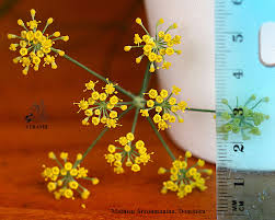 Attēlu rezultāti vaicājumam “Anethum graveolens flower”