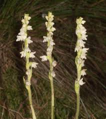 Attēlu rezultāti vaicājumam “Goodyera repens bud”