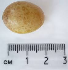 Attēlu rezultāti vaicājumam “Erithacus rubecula eggs”