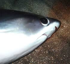 Image result for Alopias pelagicus