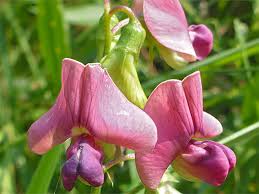 Attēlu rezultāti vaicājumam “Lathyrus sylvestris flower”