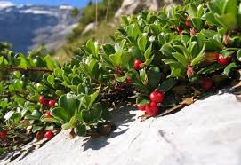 Attēlu rezultāti vaicājumam “Arctostaphylos uva-ursi”