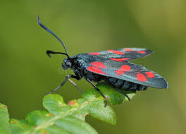 Attēlu rezultāti vaicājumam “Zygaena filipendulae”