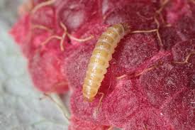 Attēlu rezultāti vaicājumam “Byturus tomentosus”